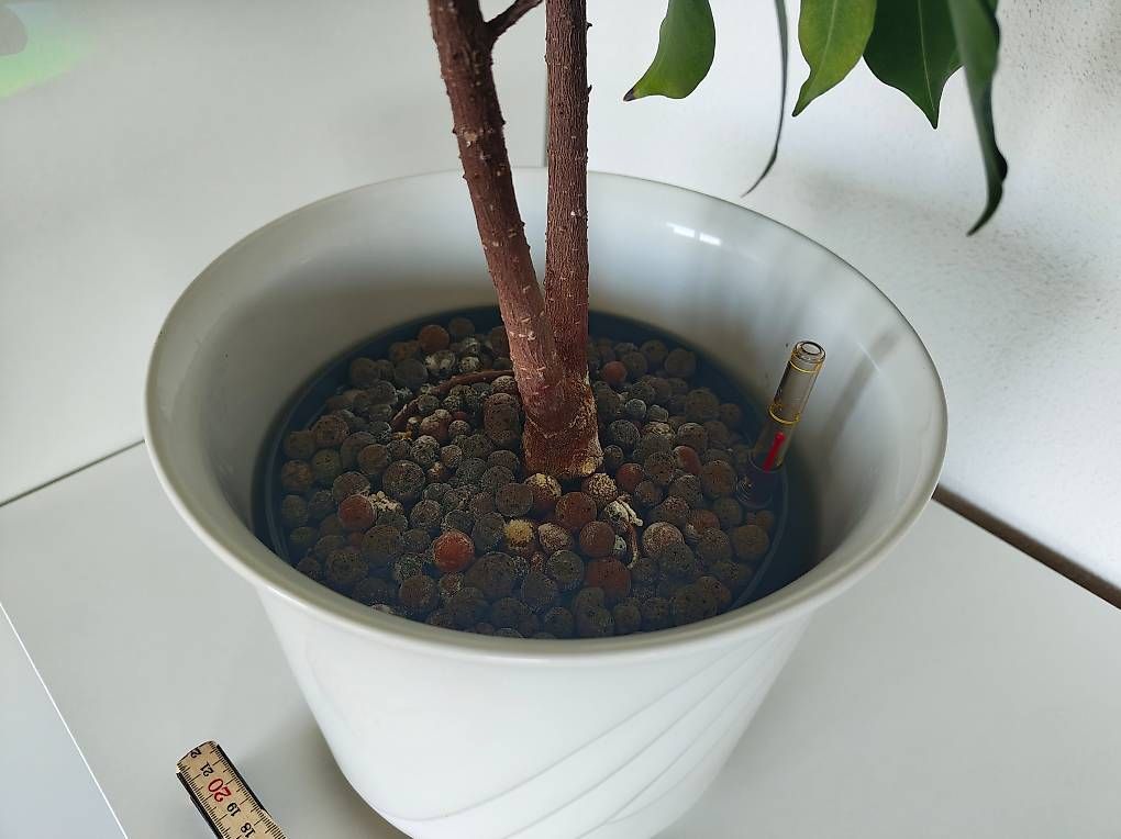 Piante & sementi: Chinesische Feige Ginseng – Usato da Emmenbrücke venduto da BlSi 4