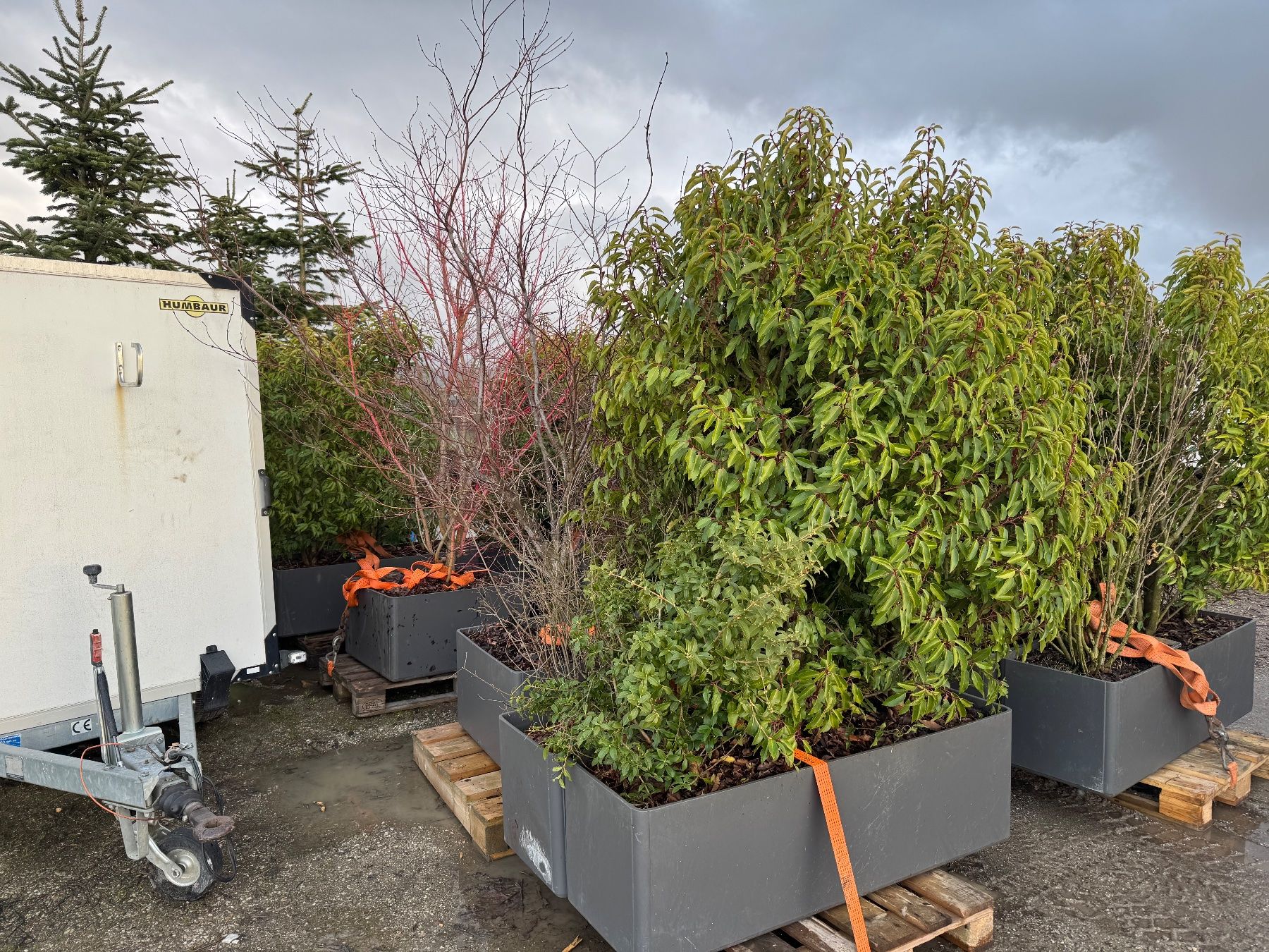 Eternit Vasi per fiori: Blumentröge Eternit anthrazit inkl. Bepflanzung – Usato da Giffers venduto da Mr.Dopeman 3