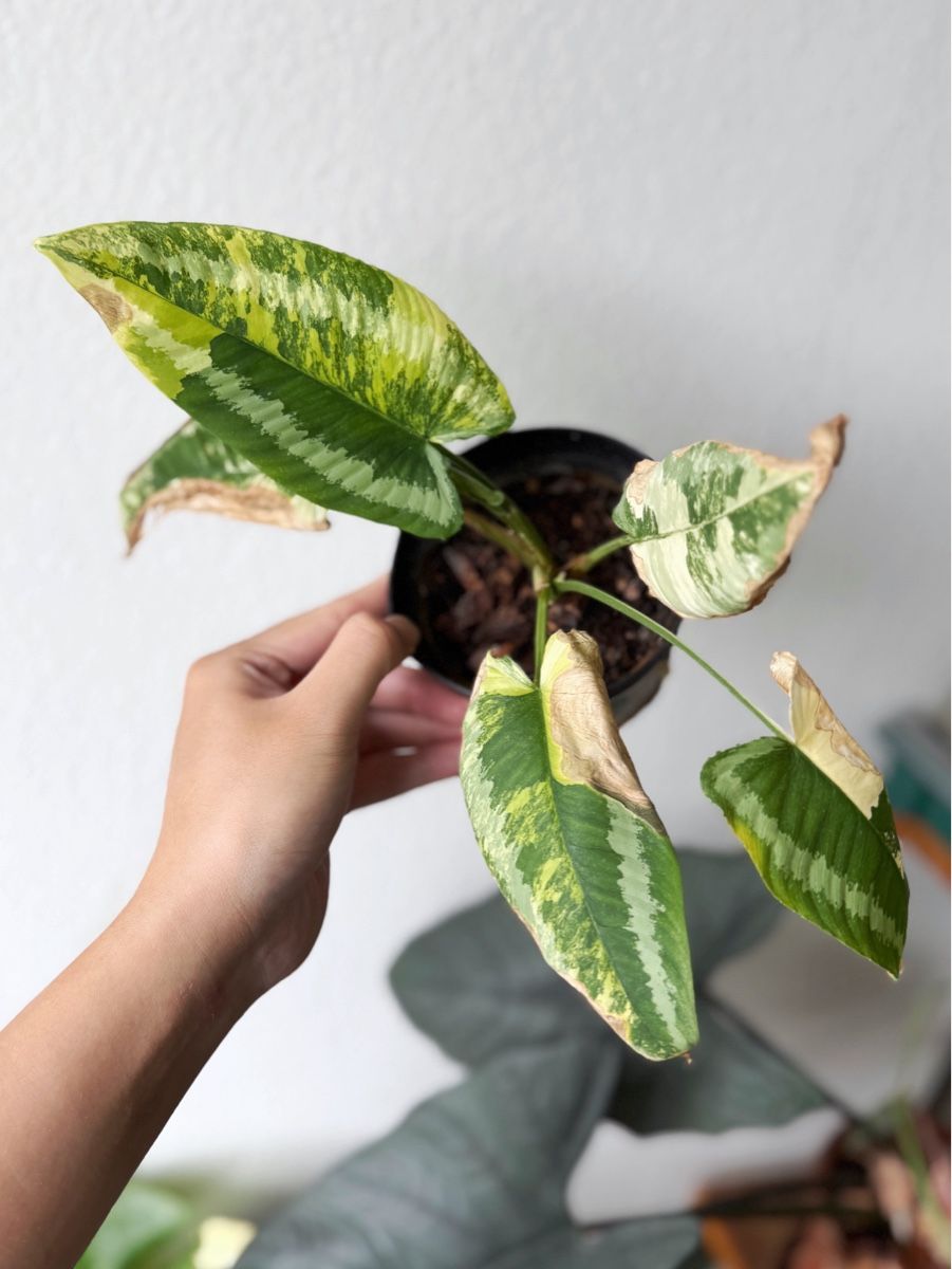 Piante & sementi: Schismatoglottis Wallichii Variegated #2 – Nuovo (secondo la descrizione) da Bern venduto da Lucas_Ma