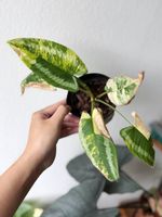 Schismatoglottis Wallichii Variegated #2