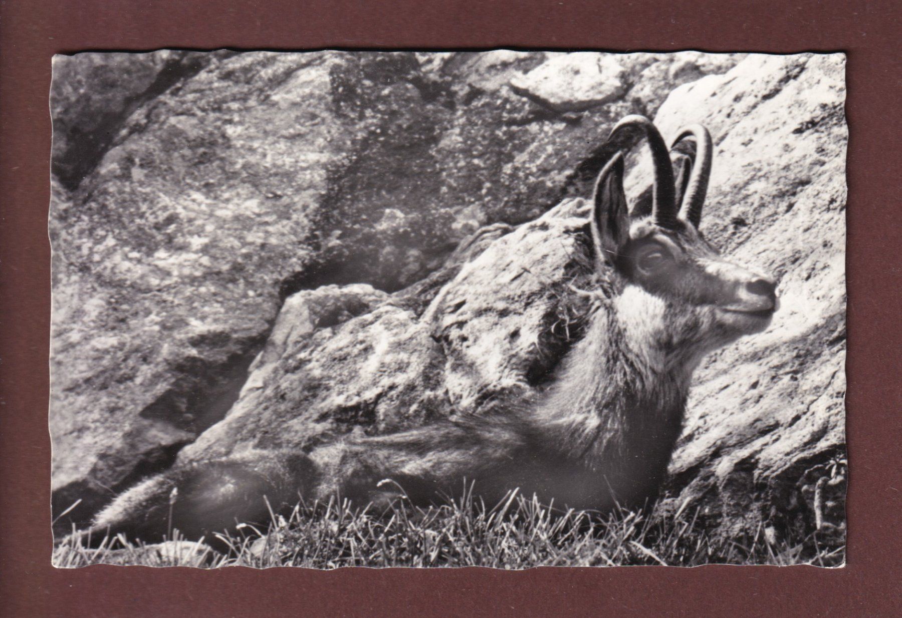 Cartoline postali: CHAMOIS au Creux-du-Van – Usato da Pully venduto da nicecards