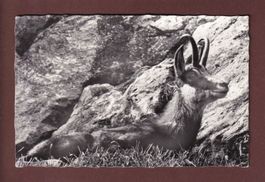 CHAMOIS au Creux-du-Van