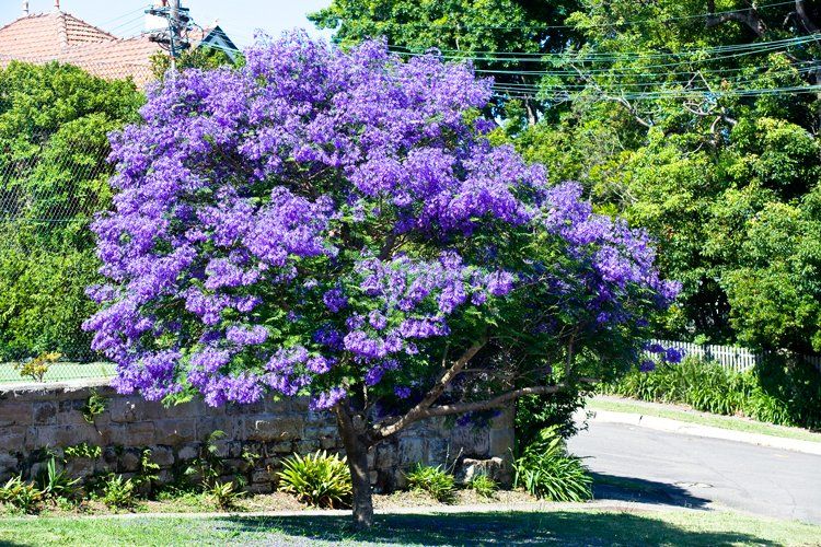 Piante & sementi: Palisanderholzbaum - Jacaranda mimosifolia - 1 Pflanze – Nuovo e nell'imballaggio originale da Sumiswald venduto da Cham14558 2
