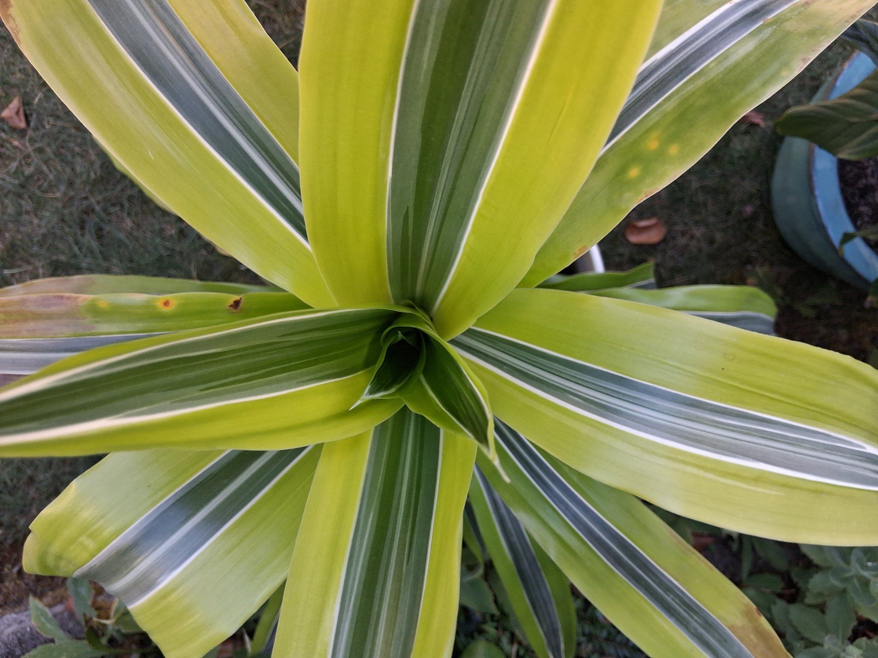 Plantes & graines: Zimmerpflanze – D'occasion à Aarburg par brujil 4