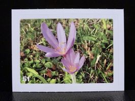 MIGROS MANIA Nature Detectives Nr. 51