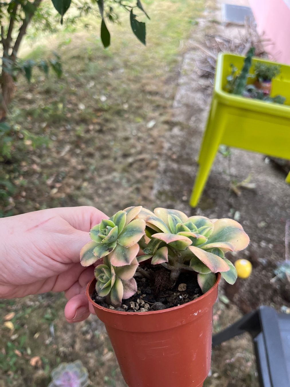 Pflanzen & Samen: Aeonium florence plante succulente cactus – Gebraucht aus Porrentruy von Madamebovary 3