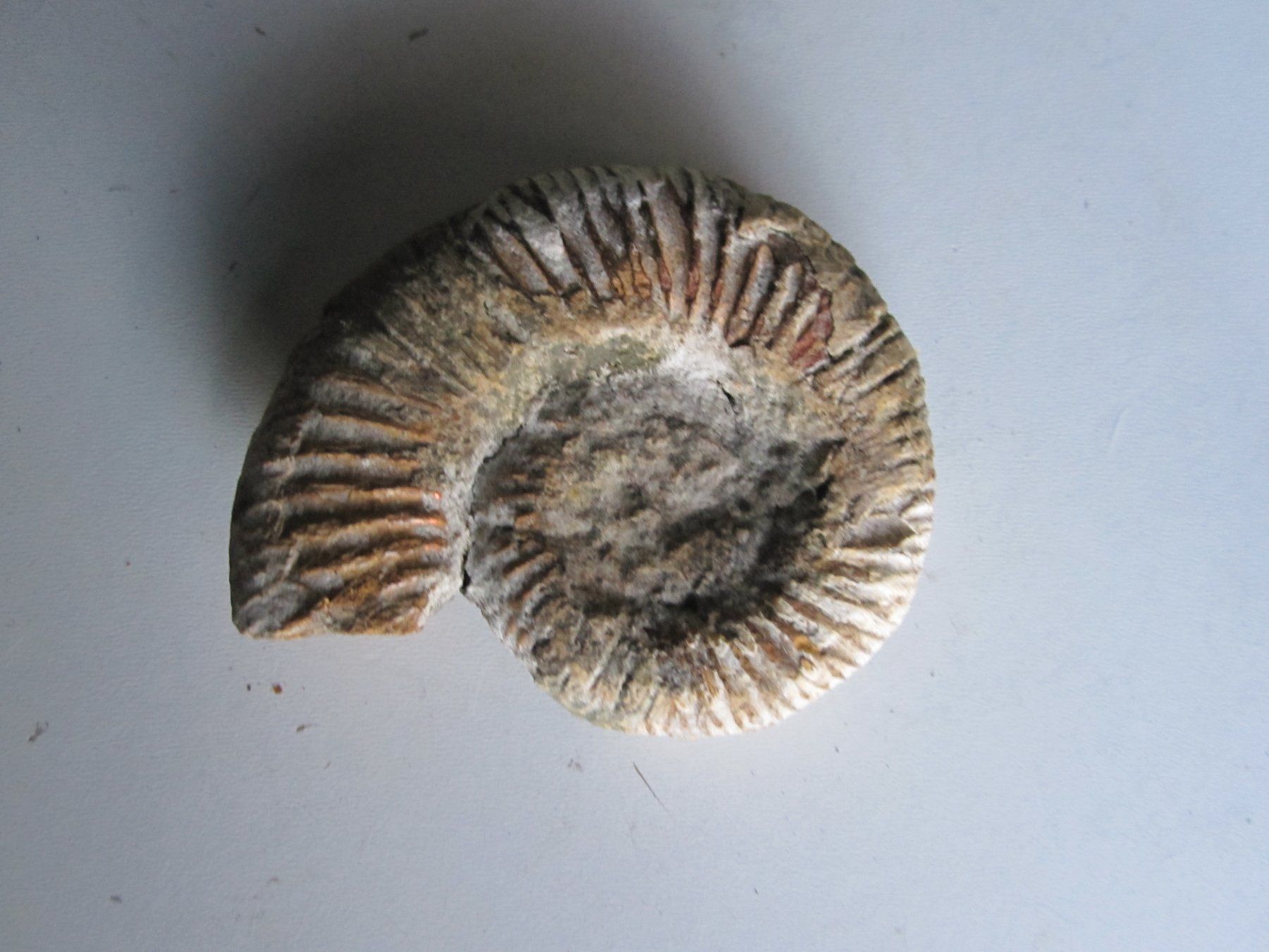 Fossili: Ammonite 3 – Nuovo (secondo la descrizione) da Weier im Emmental venduto da waefler03