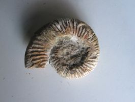 Ammonite 3