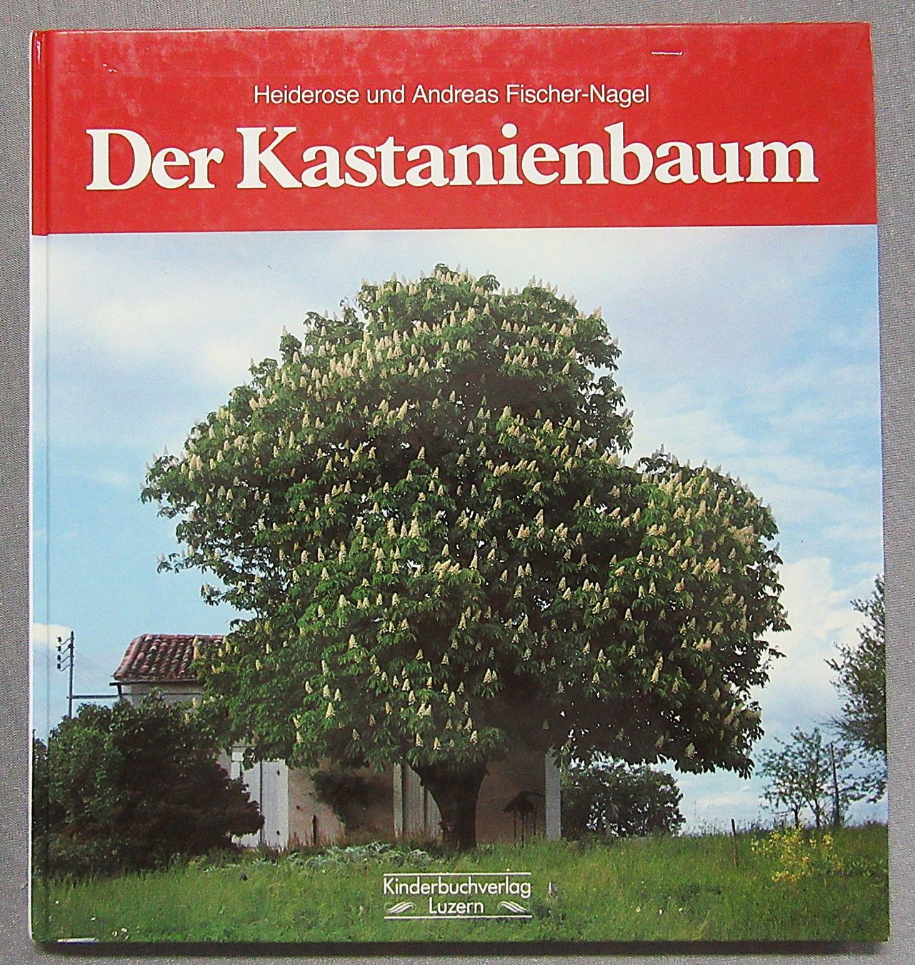 Libri: Der Kastanienbaum - Kindersachbuch – Usato da Auenstein venduto da Padabimbim