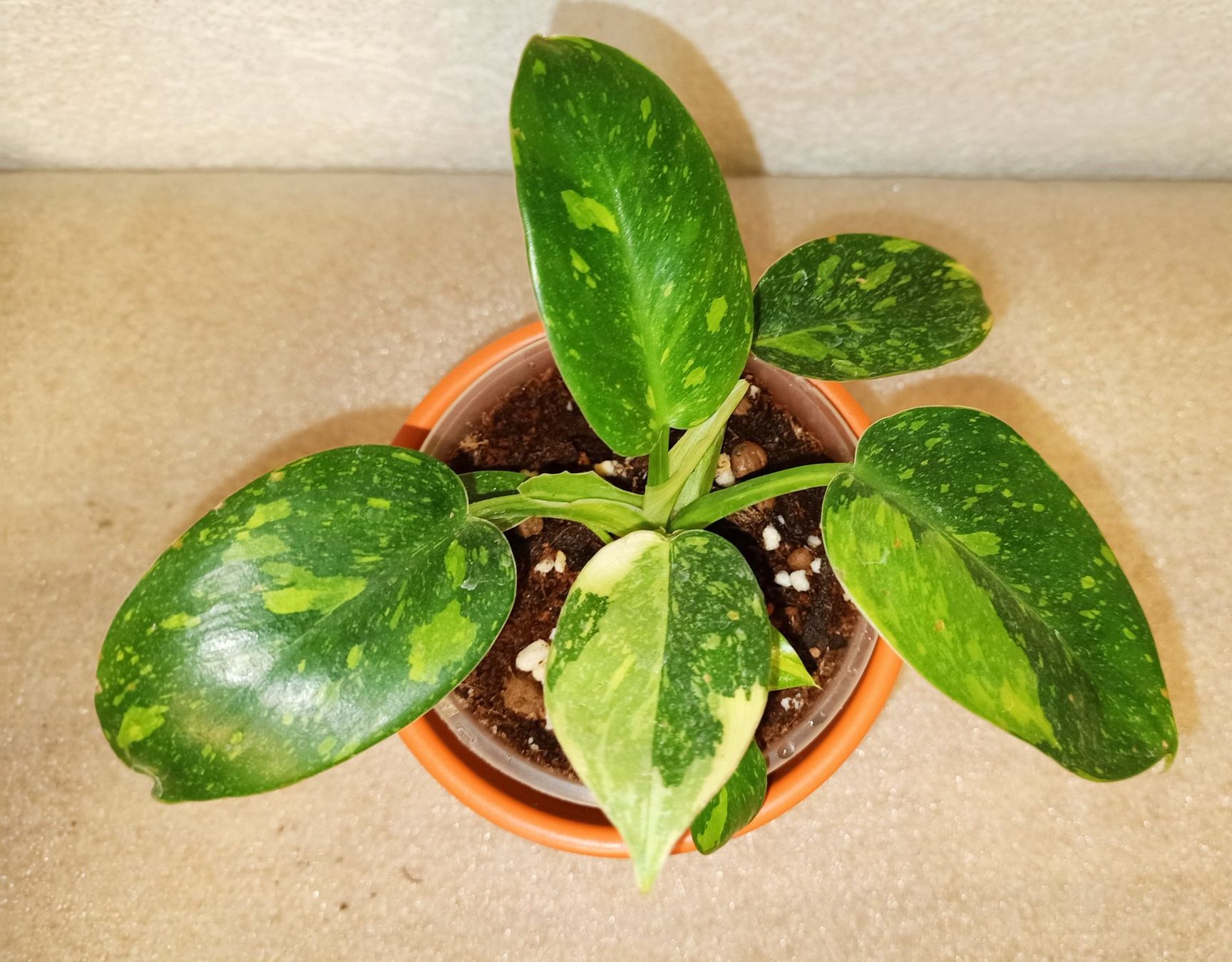Piante & sementi: Philodendron Green Gongo Variegated – Nuovo (secondo la descrizione) da schöftland venduto da UniquePlants