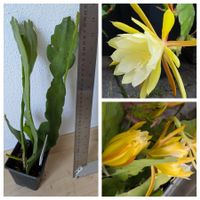 Epiphyllum Blattkaktus Fringe of Gold Ableger bewurzelt