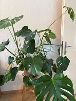 Grosse Monstera