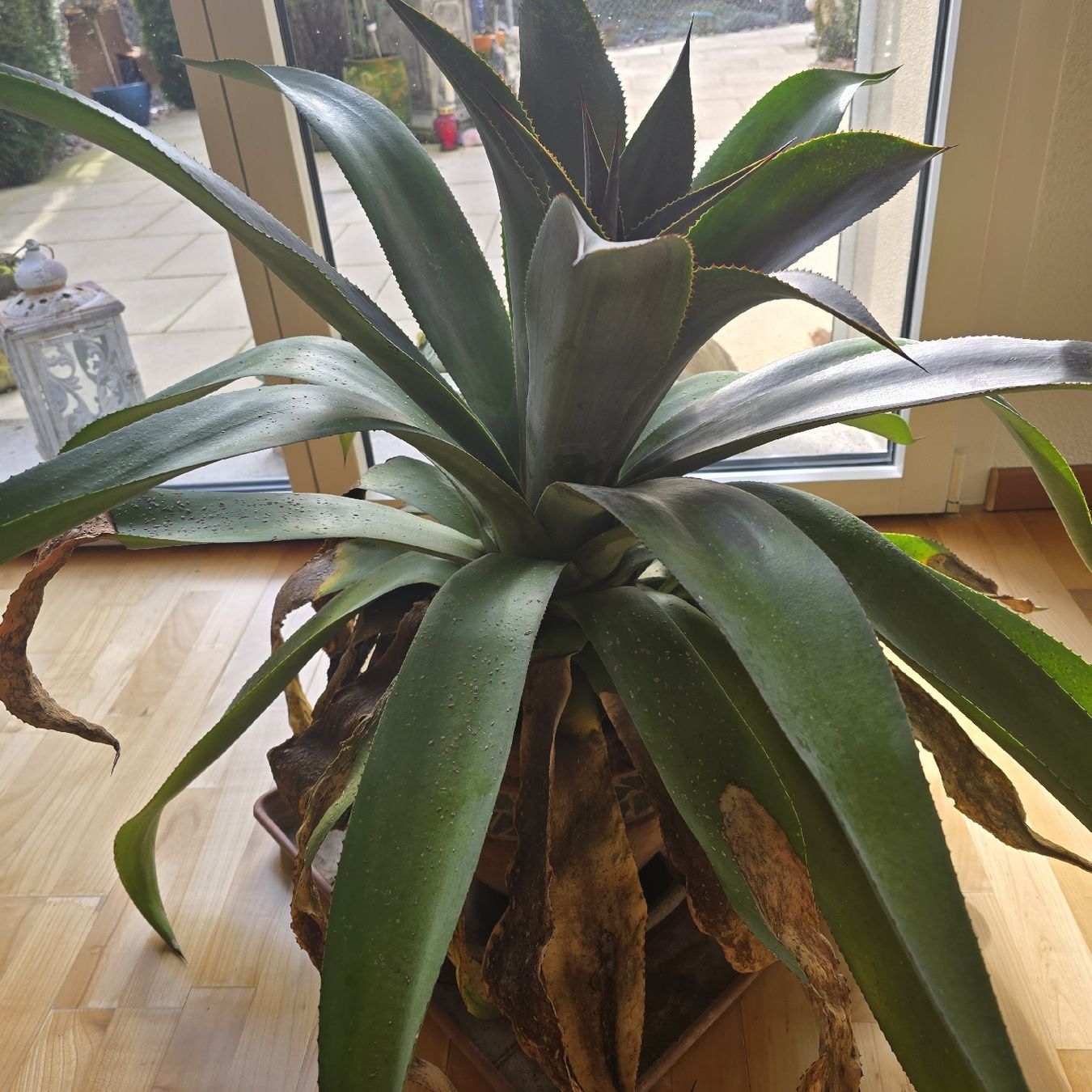 Plantes & graines: Mangave – D'occasion à Werthenstein par Zita12 5