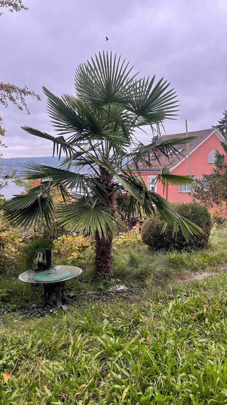 Piante & sementi: Grosse Palme  zu verkaufen – Usato da Othmarsingen venduto da ami_9f5j 1