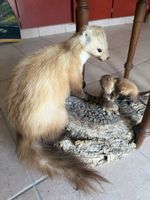 Präparattier Marder mit Jungtieren auf Baumstamm Ausstellung
