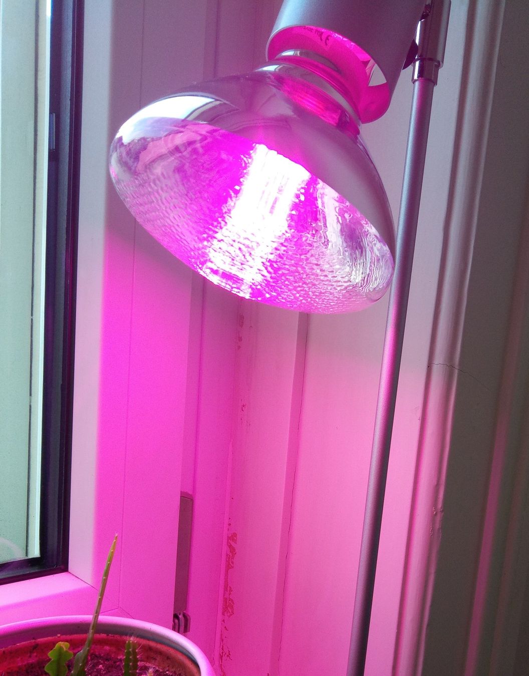 Paulmann Lampade: Paulmann LED Pflanzenleuchte, 6.5 W, E27 – Nuovo (secondo la descrizione) da Zürich venduto da philoumena