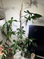 Philodendron Florida Green (Reversierte Beauty)