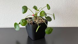 Pilea peperomioides Ufopflanze, 20cm, Glückstaler