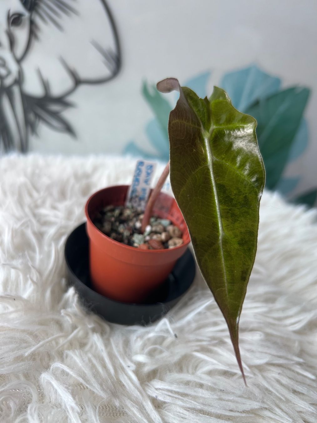 Piante & sementi: Alocasia Sanderiana Bull Aurea – Nuovo (secondo la descrizione) da Scherzingen venduto da Elefantenohr.ch 1