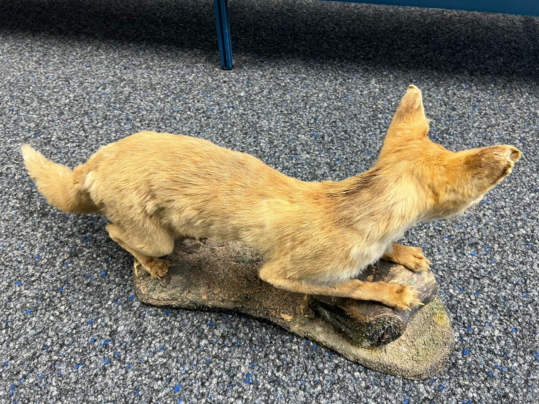 Il mondo degli animali: Tierpräparat: Rotfuchs (stehend) – Usato da Staufen venduto da Miramebien 3