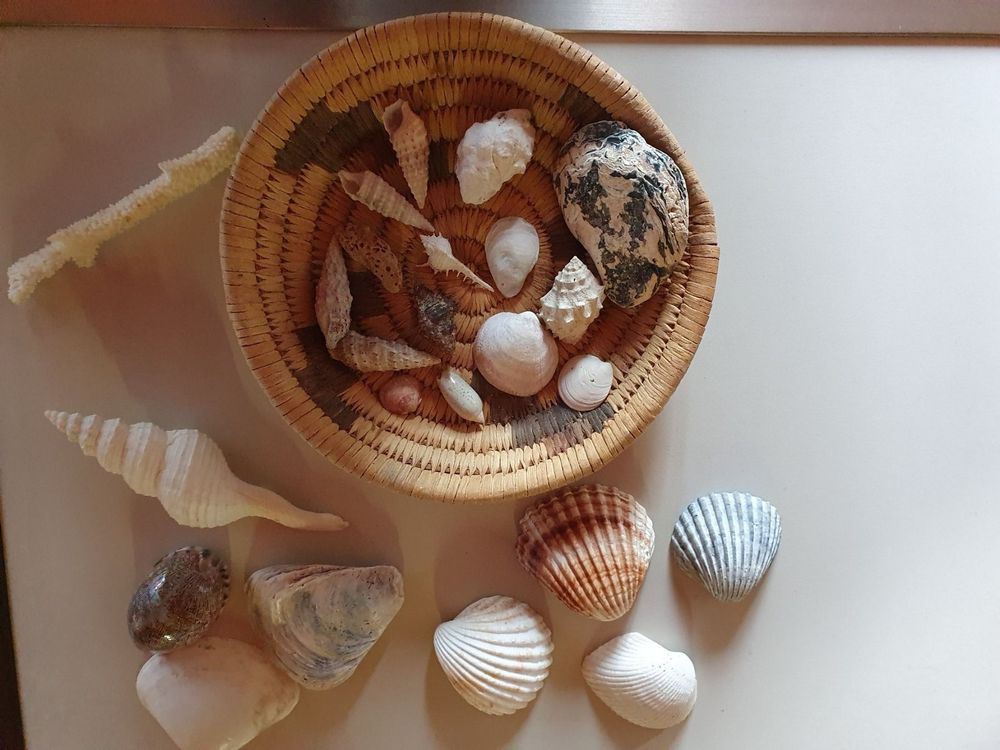 Bastelmuscheln Mit Löchern 12-15mm - 360 Stück Für Schmuck & Deko