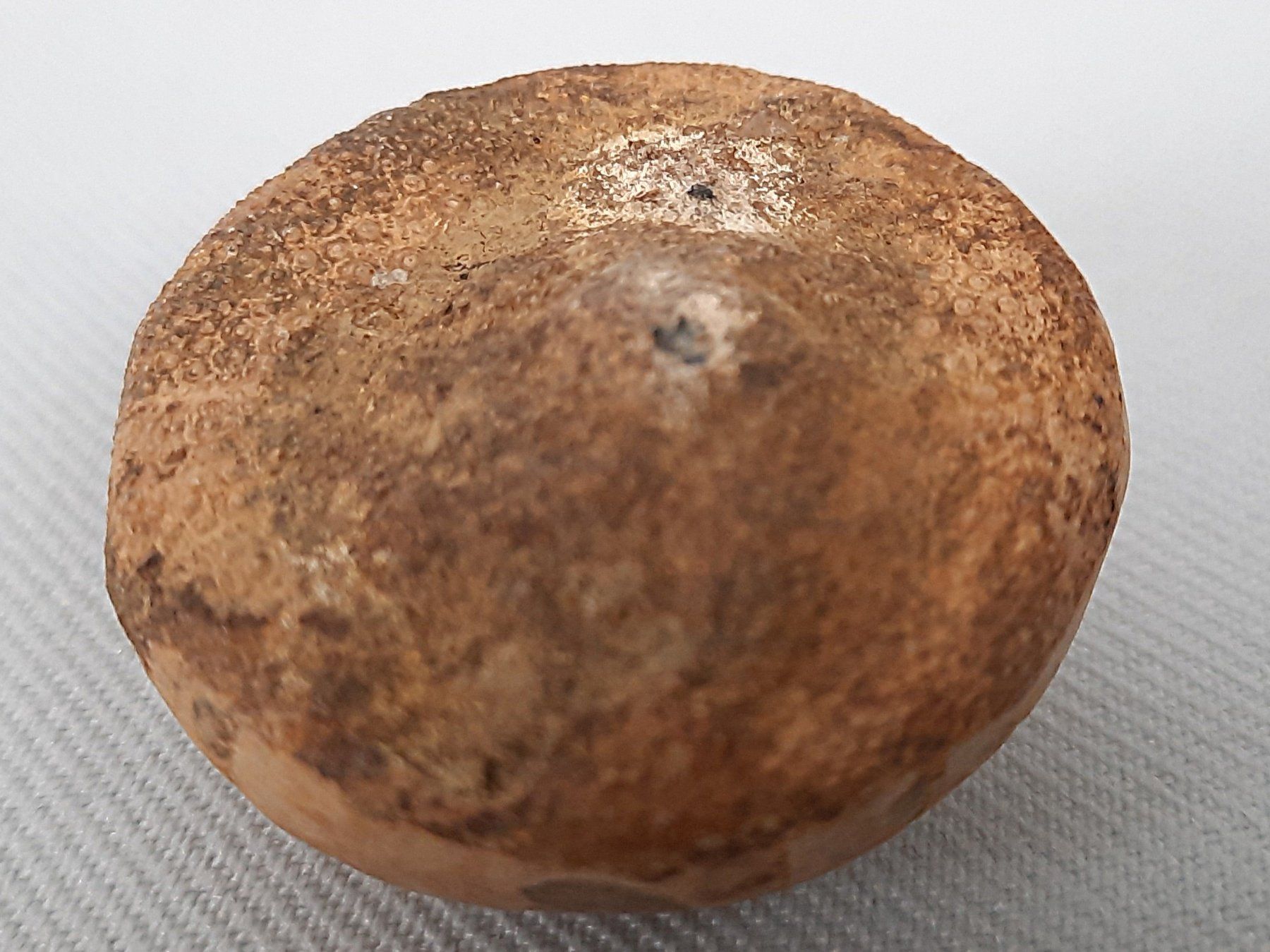 Fossili: Fossile Seeigel und Seepocken – Usato da Beinwil am See venduto da Restwert_Beinwil 3