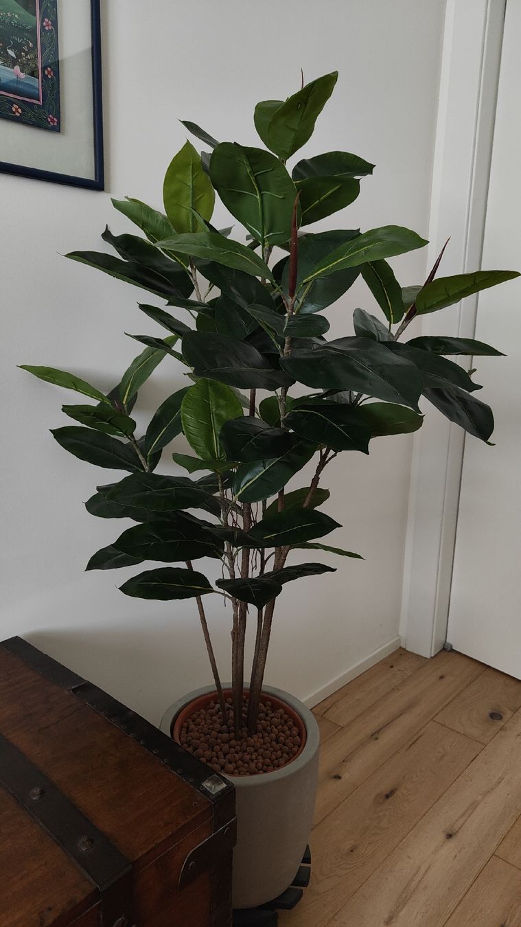 Piante & sementi: Pianta Ficus artificiale – Usato da Lugano venduto da claudio.luga 1