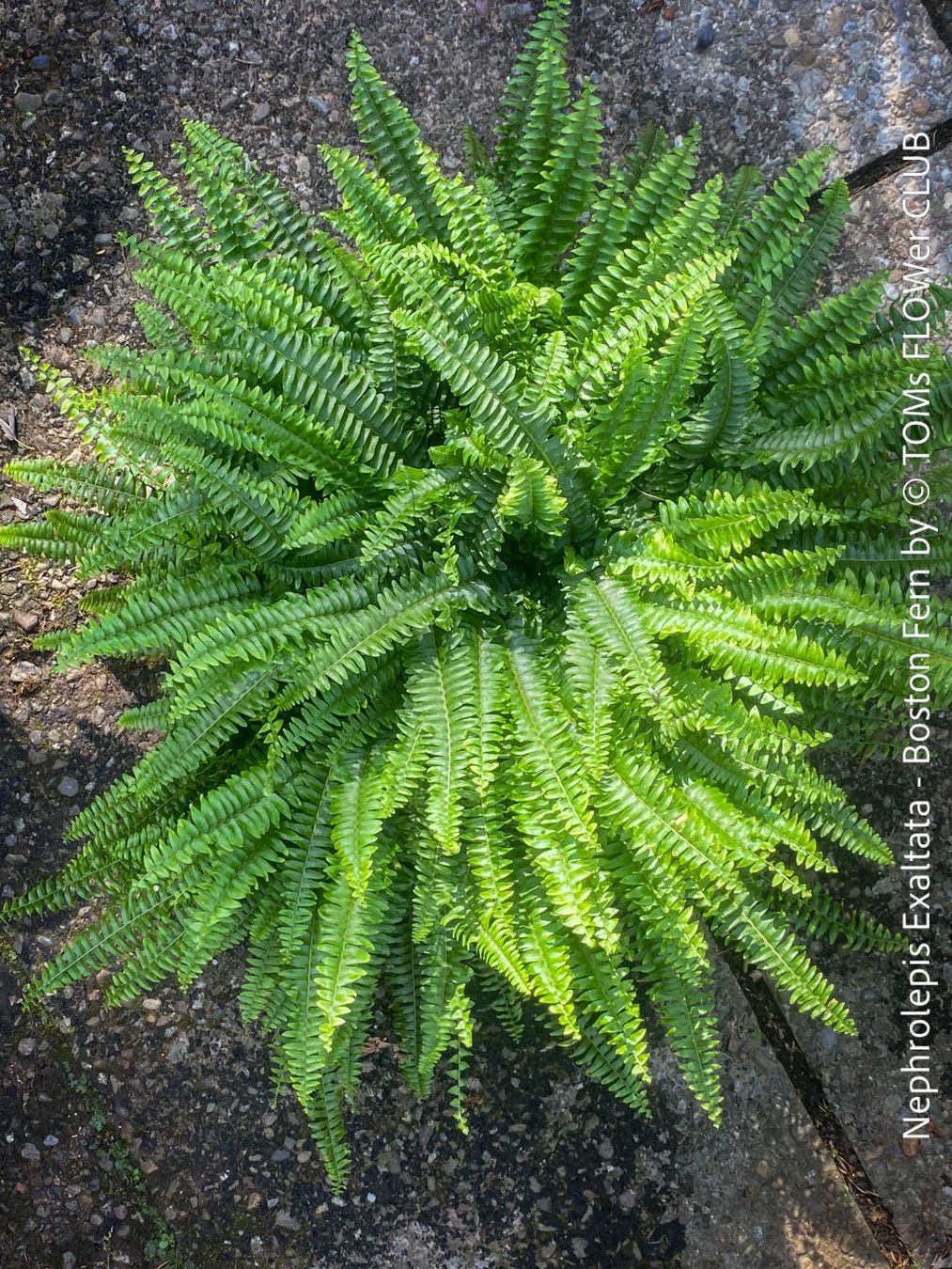 Piante & sementi: Nephrolepis Exaltata - Bostonfarn mit 70cm Durchmesser – Nuovo e nell'imballaggio originale da Adliswil venduto da astom369 4