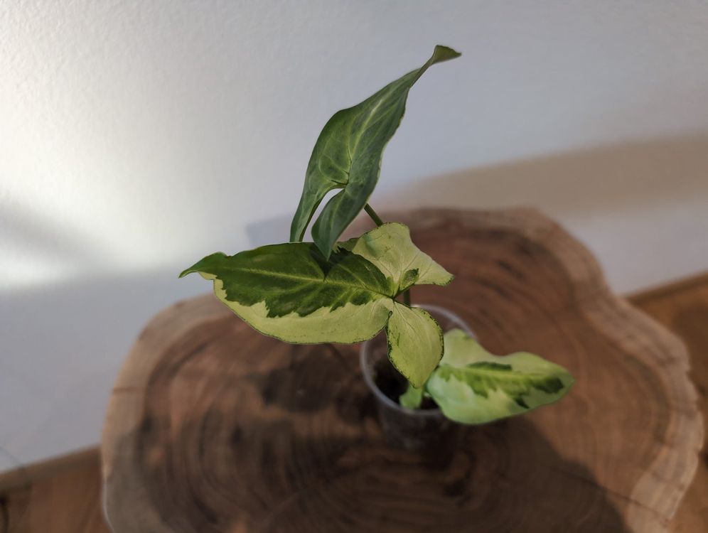 Syngonium podophyllum 'Three Kings' Kaufen auf Ricardo