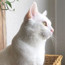 Profile image of Anai