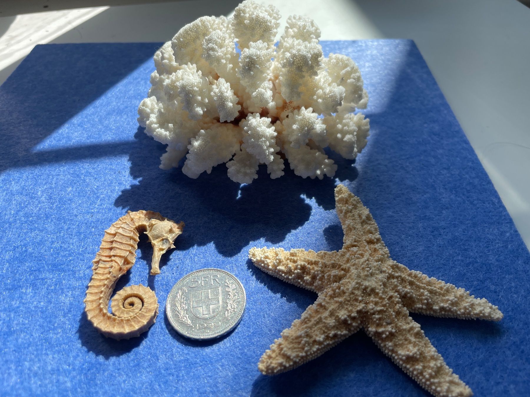 Fossili: Seepferdchen, Seestern & Koralle weiss – Usato da Winkel venduto da cma_df88