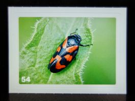 MIGROS MANIA Nature Detectives Nr. 54