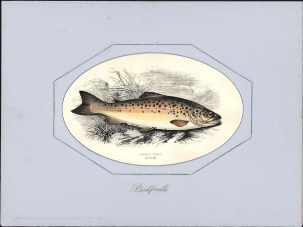 Gravures: Bachforelle altkolorierter Holzstich – D'occasion à Rafz par Helvet32