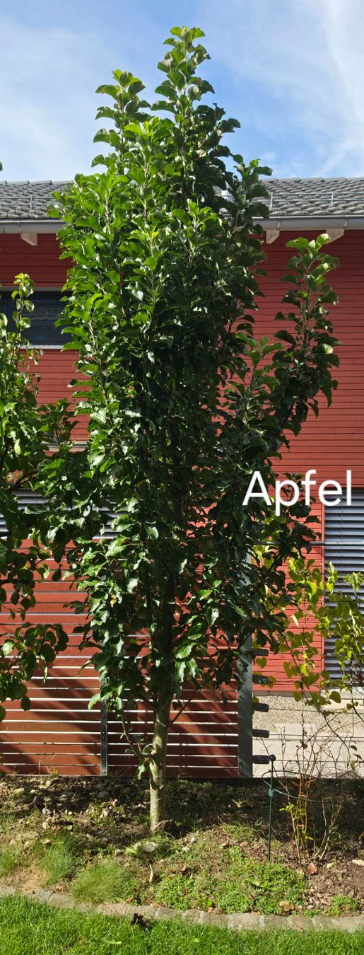 Piante & sementi: Säulenbaum - Apfel – Usato da Andelfingen venduto da Baronian