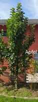 Säulenbaum - Apfel