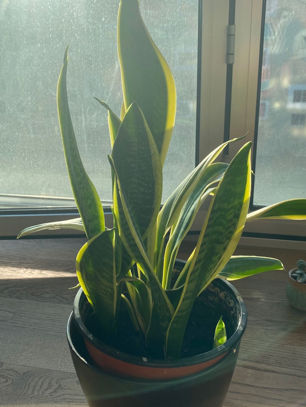 Piante & sementi: Schöne, kräftige Sansevieria / Bogenhanf – Nuovo (secondo la descrizione) da Luzern venduto da Felicita_26 3