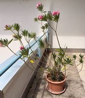 Oleander (Oleandro)  ca. 140 cm inkl. Topf
