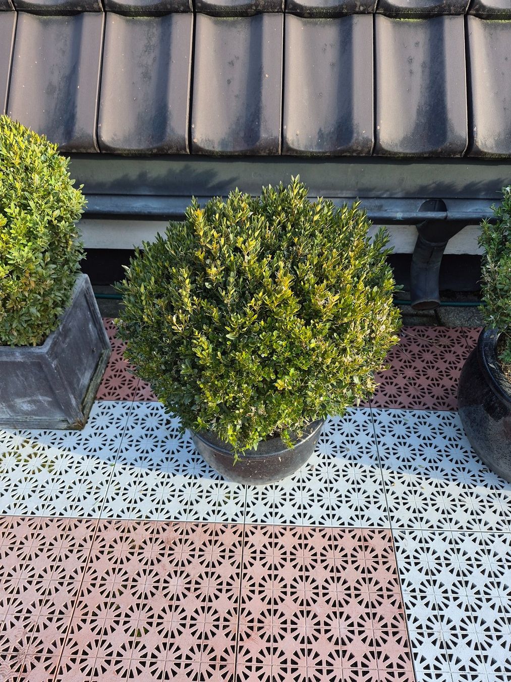 Piante & sementi: 3) WINTERHART - Buchsbaum für Garten, Balkon oder Terrasse – Usato da Thalheim an der Thur venduto da LycaenaDispar