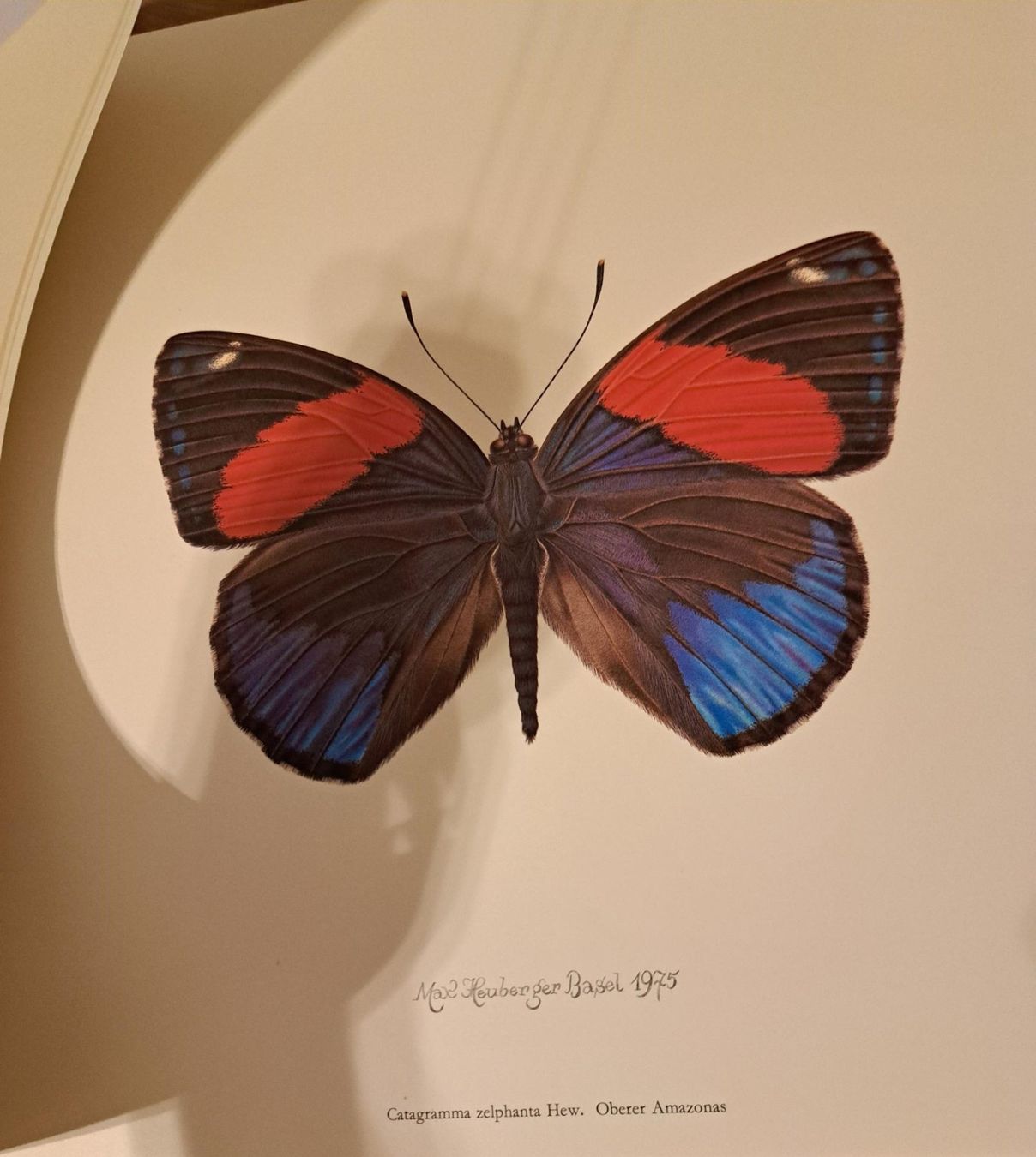 Poster & Bilder: Max Heuberger, Basel 1975, Schmetterling – Gebraucht aus Basel von Patiscat 1