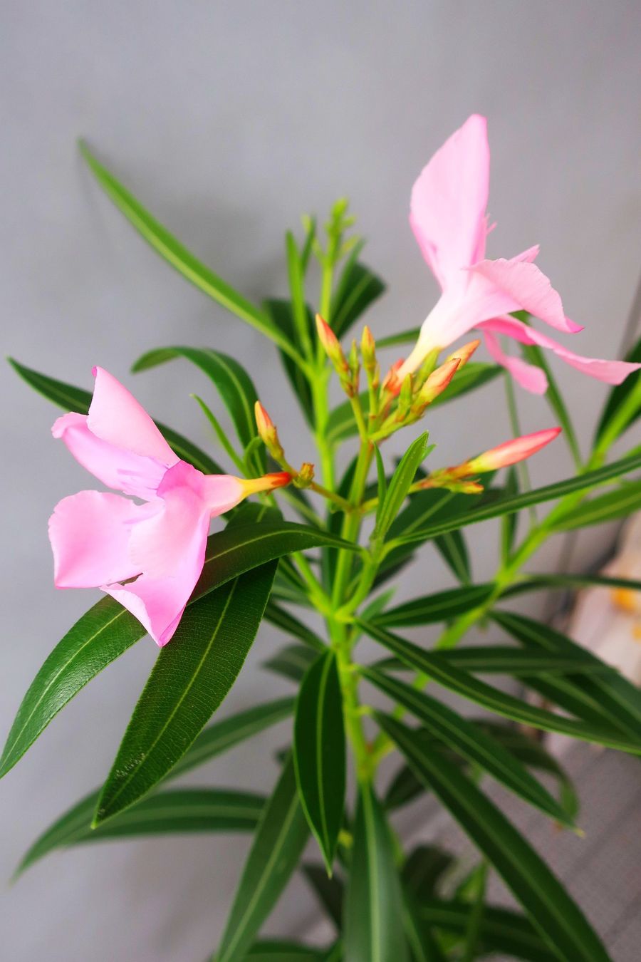 Piante & sementi: Zweiarmiges Oleander-Bäumchen – Usato da Zürich venduto da Heimklon 2