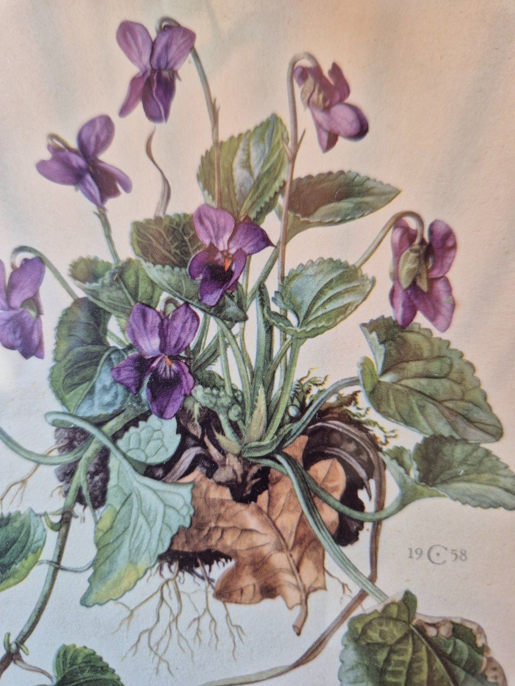 Posters & Illustrations: Bild Viola odorata botanisch gerahmt 1958 – D'occasion à Bern par aronari 1