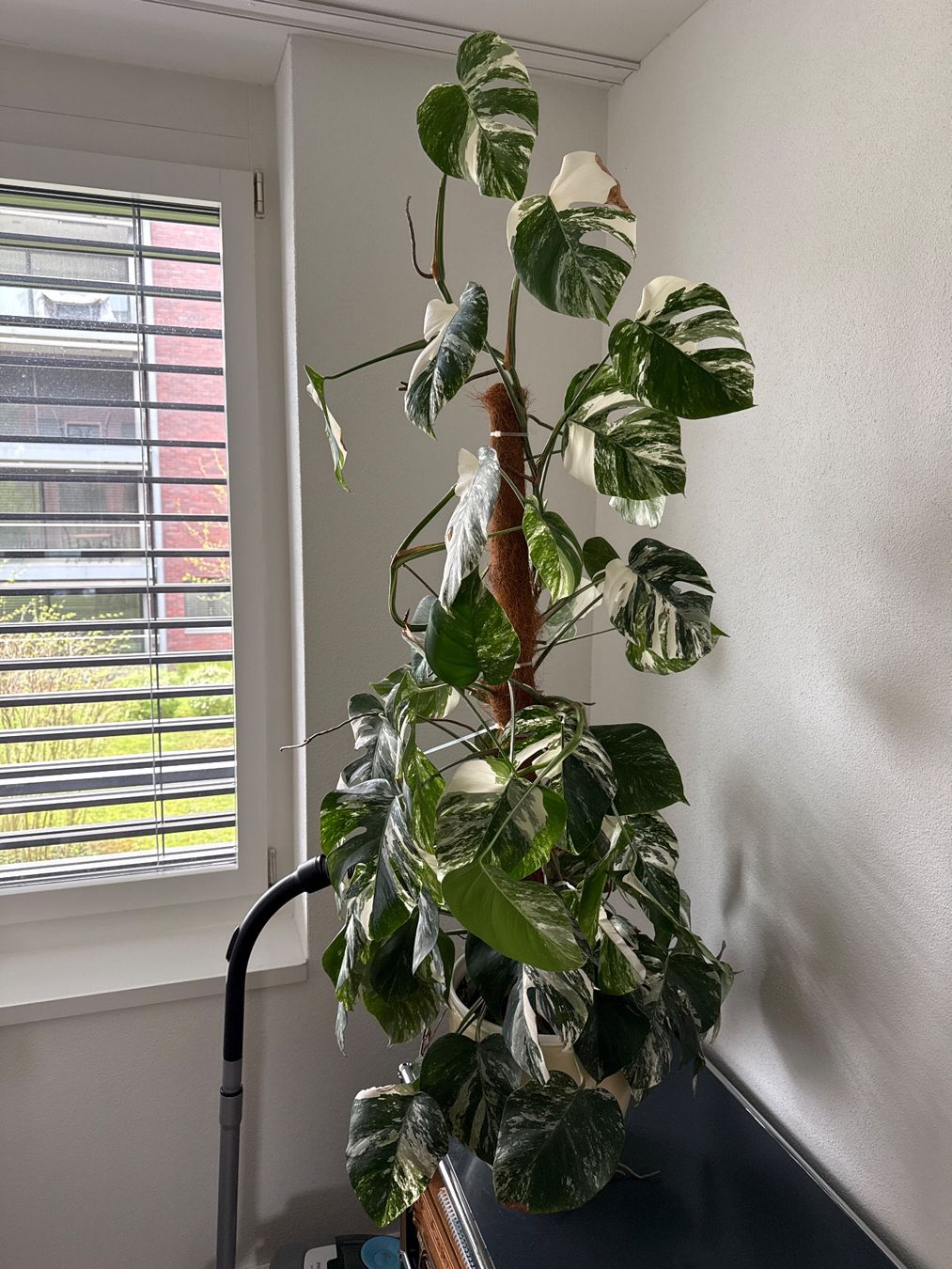 Piante & sementi: Monstera ganze Pflanze – Usato da Zug venduto da sir_pk 1