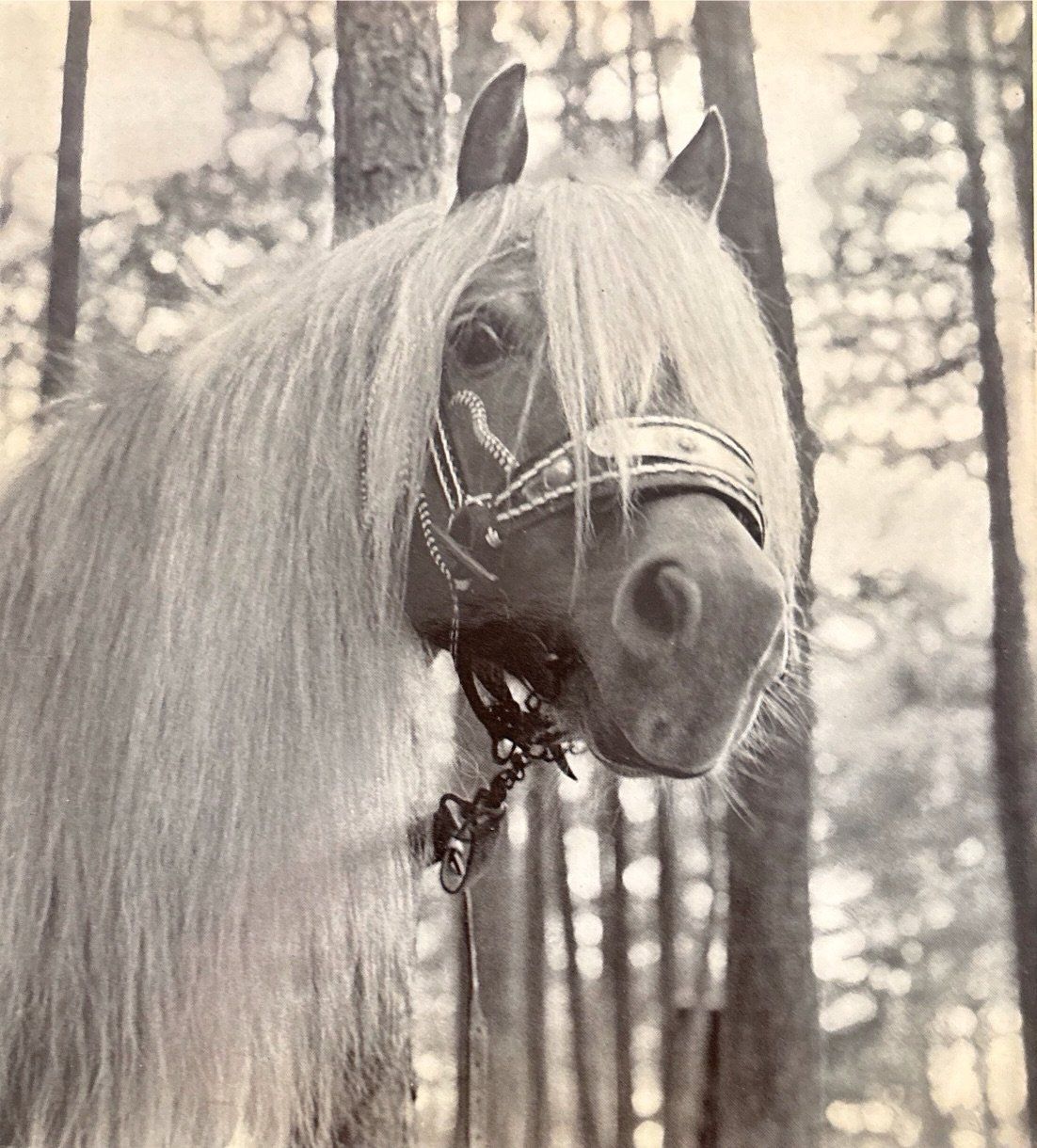 Bücher: Haflinger – Gebraucht aus Sarnen von Livres 1