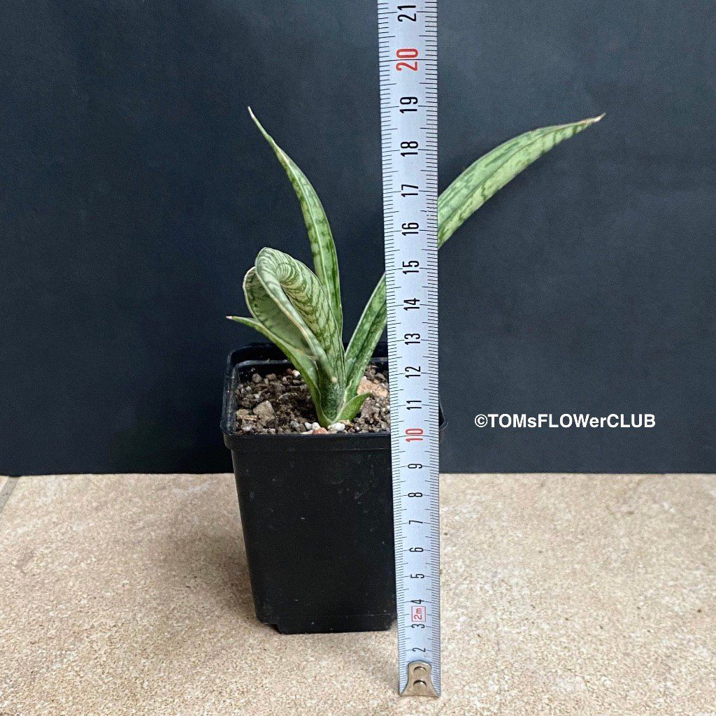 Piante & sementi: Sansevieria Crocodile Rock - 100% Bio-Anzucht – Nuovo e nell'imballaggio originale da Adliswil venduto da astom369 4