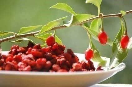 Piante & sementi: Goji Géant  (Lycium barbarum)  PLANT – Nuovo (secondo la descrizione) da Bremblens venduto da FIBONACCI369 3