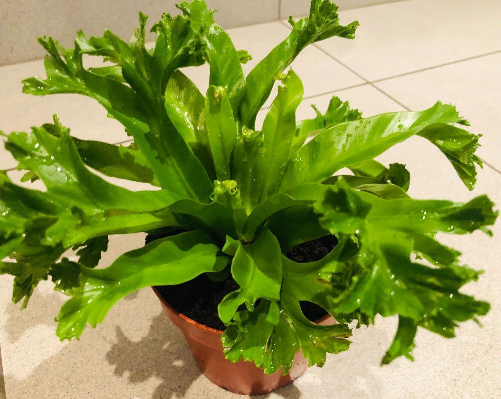 Pflanzen & Samen: Nestfarn “ASPLENIUM NIDUS” 20 cm Zimmer – Neu und originalverpackt aus Rovio von POSITIFFARTandPLANTS 3