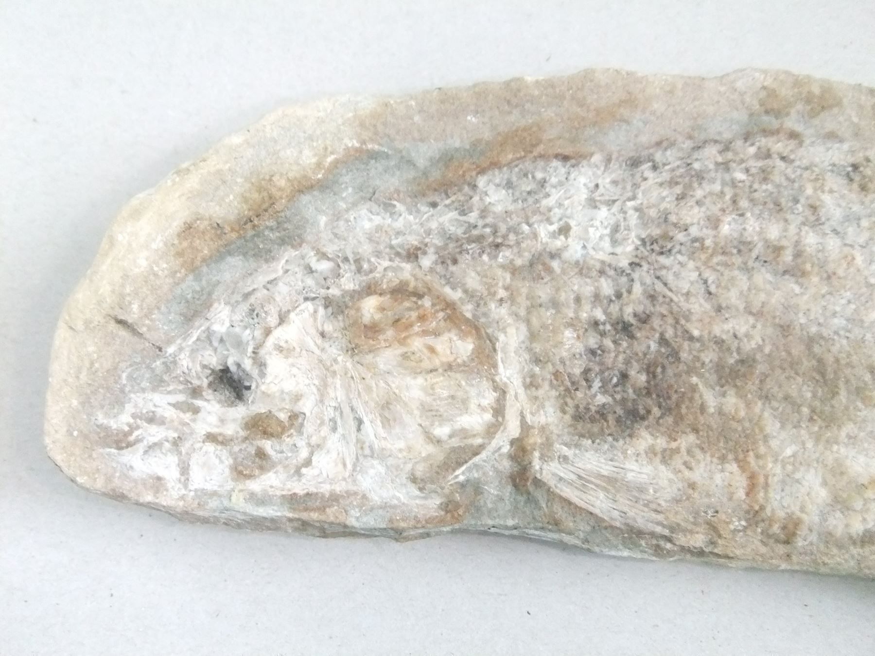 Fossilien: Mineralien Grosser Fisch – Gebraucht aus Esslingen von eintagammeer 3
