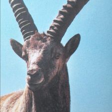 Profile image of Prato.Borni