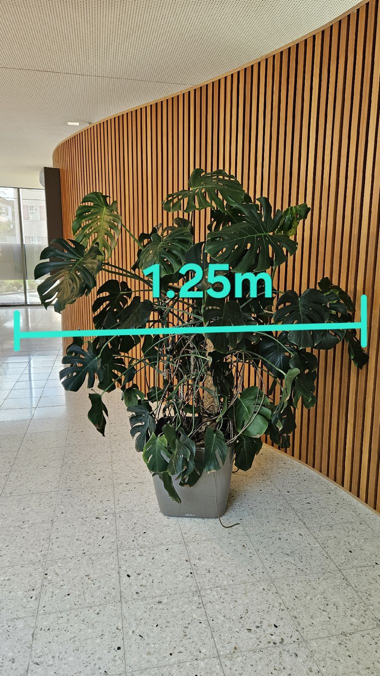 Piante & sementi: Monstera Zimmerpflanze – Usato da Embrach venduto da User0816 1