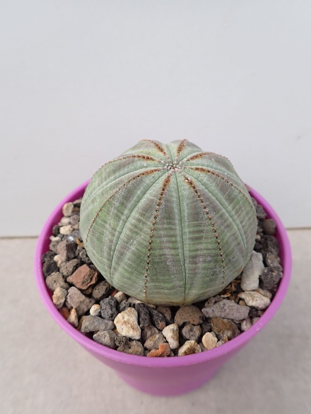 Piante & sementi: Euphorbia obesa  – Usato da Comano venduto da che_8lc2